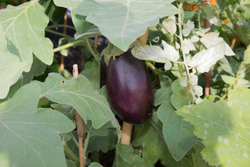egg plan tripe purple eggplant growing in a greenhouse