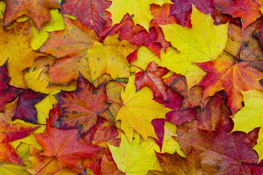 Colorful maple leaves. Autumn concept.
