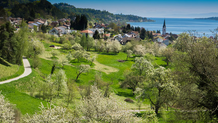 Apfelblüte über Sipplingen