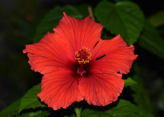 赤いハイビスカス