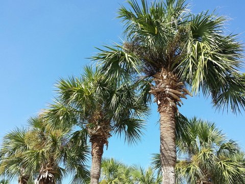 Palm trees on blue sky background in Florida nature