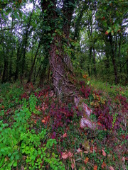 Fototapeta premium arbre féérique automne