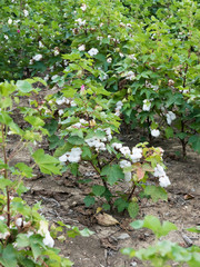 cotton plants in rows