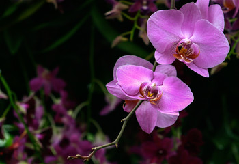 pink orchids