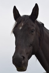 Dark horse animal portrait