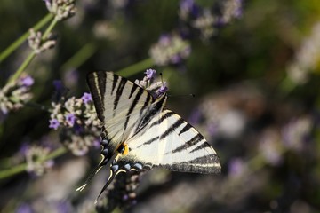 Scarce Swallowtail (Iphiclides podalirius)