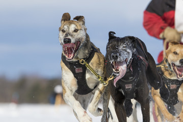 Dog sledding race in Quebec, Canada