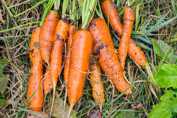 Freshly harvested carrots in the garden on the grass