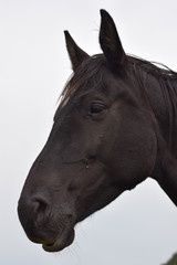 Dark horse animal portrait