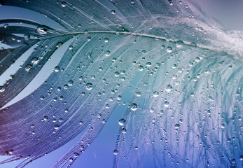 elegant background from a fantastic fairy-tale feather with dew drops