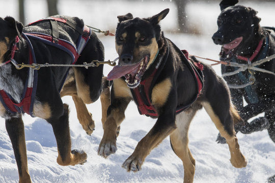 Dog sledding race in Quebec, Canada