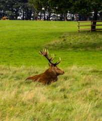 Beautiful male stag at the commencement of the rutting season at Tatton Park, Knutsford, Cheshire, UK