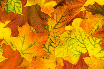 Naklejka na ściany i meble Autumn colorful leaves. Pattern. Fall concept.