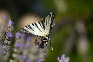 Scarce Swallowtail (Iphiclides podalirius)