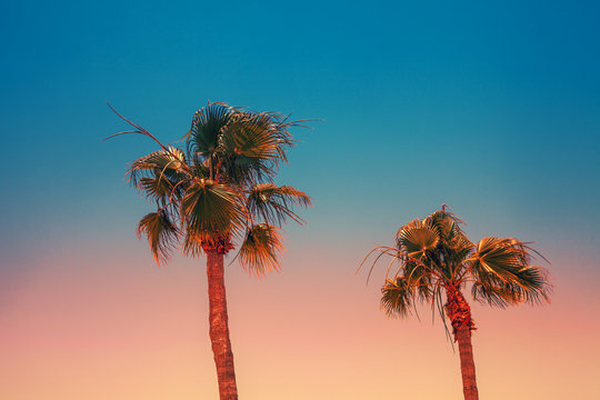Tropical palm trees against the sunset sky. Gradient color. Silhouette of tall palm trees. Tropical evening landscape. 