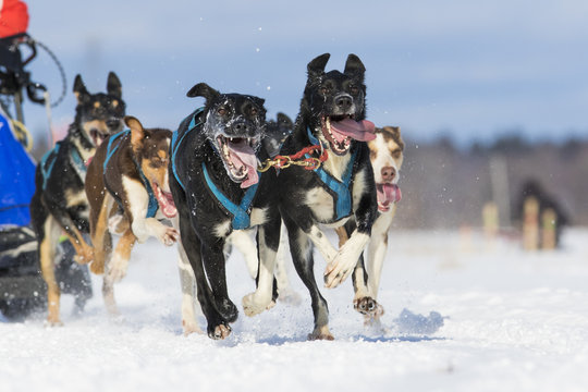 Dog sledding race in Quebec, Canada