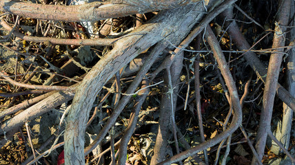 Dry Tree Roots