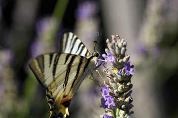 Scarce Swallowtail (Iphiclides podalirius)