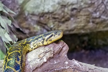 Snake