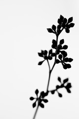 Buds Silhouette