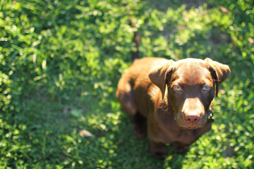 Chocolate Lab Puppy Look