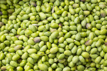 Fresh olives - Olea europaea