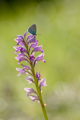 papillon sur orchidée 