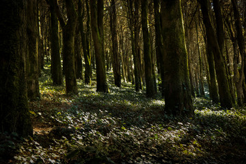 Forest with amazing sun rays in the middle of the trees