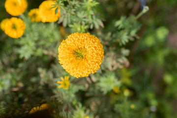 Marigold flowers are blossoming full of garden in thailand