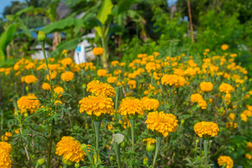 Marigold flowers are blossoming full of garden in thailand