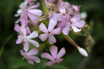 Fototapeta na wymiar Common Soapwort (Saponaria officinalis)