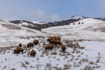 Fototapeta premium A buffalo herd grazes through the snow in Yellowstone National Park, Wyoming