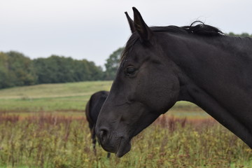 Fototapeta premium Dark horse animal portrait