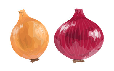 Red and orange onion.