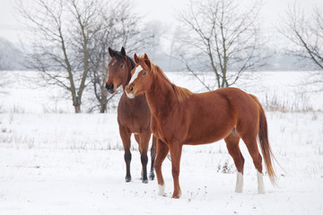Two horses in winter landscape