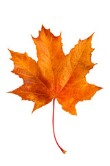 Naklejka na ściany i meble Autumn maple leaf isolated on white background.