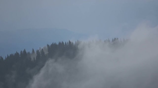 Bergfichtenwald mit Nebelschwaden, Zeitraffer, Allgäu, Alpenvorland, Nadelwald, Wetterumschwung, 4K