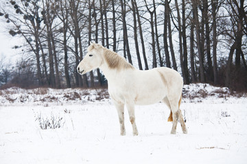 Fototapeta na wymiar White horse in winter landscape