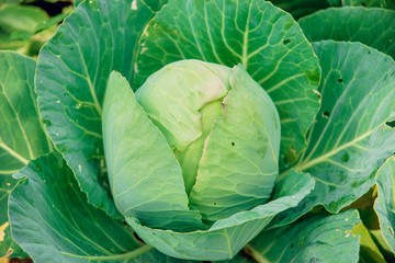 Soft focus of Big cabbage in the garden