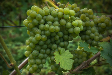 Cluster of light wine grapes on a rod