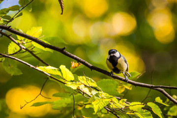 Great Tit sitting on a branch