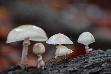 Colorful mushrooms in the forest in autumn after a rainy morning