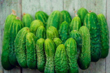 a lot of green dirty cucumber on the supermarket shelf