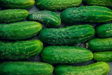 a lot of green dirty cucumber on the supermarket shelf
