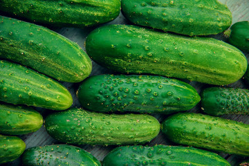 a lot of green dirty cucumber on the supermarket shelf