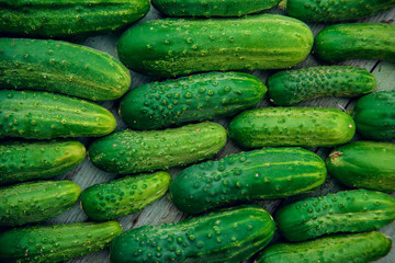 a lot of green dirty cucumber on the supermarket shelf