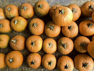 Halloween and Thanksgiving Pumpkins Autumn season, many bright orange at the Farmers Market.