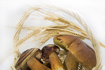 Autumn mushrooms collection.