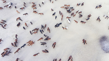 Top view aerial photo of a plain with beautiful horses in sunny summer day in Turkey. Horse herd...