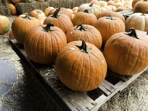 Halloween and Thanksgiving Pumpkins Autumn season, many bright orange at the Farmers Market.